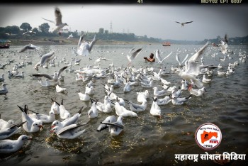 पोकळ सल्ले देणाऱ्यांसाठी, ही छोटीसी बोधकथा 