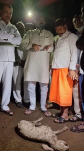 अवकाळी पावसामुळे मृत्युमुखी पडलेल्या पशुधनास नुकसान भरपाई तात्काळ देणार - पशुसंवर्धन व दुग्धव्यवसाय विकास राज्यमंत्री दत्तात्रय भरणे